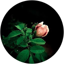 Priya Kutty Priya Kutty